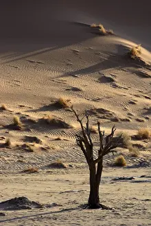 Barren Desert Landscape Drucke: Dead tree in a desert landscape