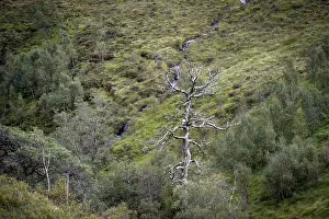 Scotland Travel Photography Drucke: Dead tree in landscape, Glen Coe