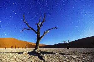 Starry Night Sky Africa Drucke: Dead tree in the moonlight, Deadvlei
