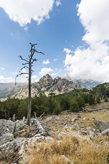 Deserted Mountain Road Drucke: Dead tree in front of a mountain