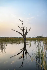 Botswana UNESCO Site Drucke: Dead tree reflected in the river