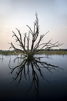 Okavango Delta Drucke: Dead tree reflected in the river