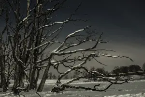 Snowy German Countryside Drucke: Dead tree by the roadside, long exposure
