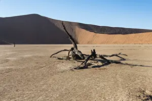 Namib Desert Nature Reserve Drucke: Dead tree in the salt and clay pan