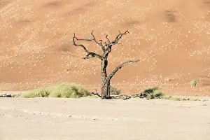 Sossusvlei UNESCO Site Drucke: Dead tree in salt and clay pan