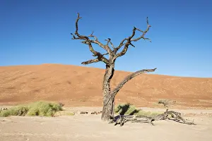Deadvlei Landscape Photography Drucke: Dead tree in the salt and clay pan