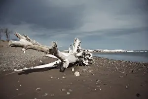 Deserted Coastal Landscape Drucke: Dead tree at the sea
