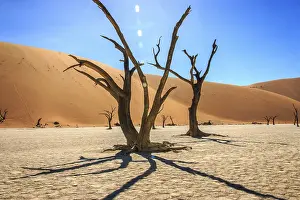 Namibia Desert Landscape Drucke: Dead tree in the Sossusvlei desert, Namibia