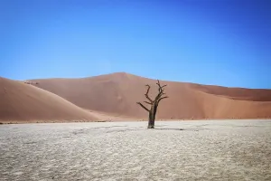 Namibia Desert Landscape Drucke: Dead tree in Sossusvlei in Namibia