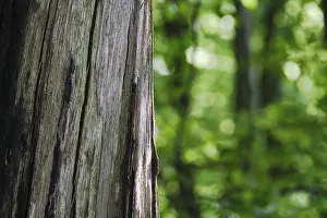 German Countryside Woods Drucke: Dead tree, spring forest in the background