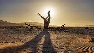 Deserted Namib Naukluft Park Drucke: Dead tree, sunset, Sossusvlei, Namibia