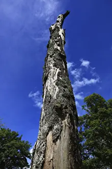 Deserted Tree Trunk Drucke: Dead tree, tree trunk against blue sky