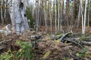 Natural Preserve In Eastern Germany Drucke: Dead tree trunks lie on forest soil
