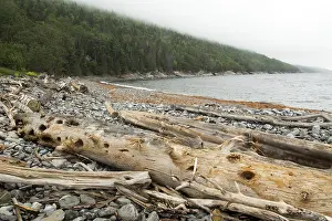 Deserted Coastline Landscape Drucke: Dead trees brought to the seashore by currents