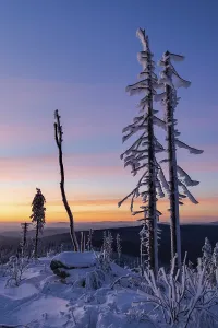 Evening Atmosphere Photography Drucke: Dead trees in the evening light