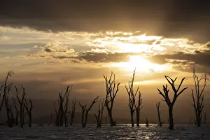 Cloudy Sky With Setting Sun Drucke: Dead trees in a lake, clouds, sunset