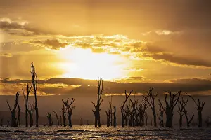 Drucke von Tote Bäume im See, Wolken, Sonnenuntergang, Seen Naivasha, Kenia See Drucke: Tote Bäume in einem See, Wolken, Sonnenuntergang.
