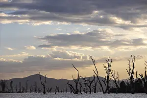 Evening Sky Landscape Drucke: Dead trees in a lake, clouds, sunset