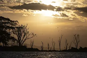 Drucke von Tote Bäume in einem See, Wolken, Sonnenuntergang, Seen Naivasha, Kenia See Drucke: Tote Bäume in einem See, Wolken, Sonnenuntergang.