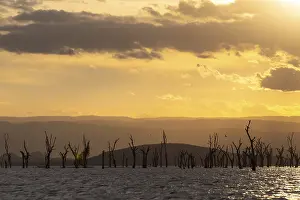 Drucke von Tote Bäume in einem See, Wolken, Sonnenuntergang, Seen Naivasha, Kenia See Drucke: Tote Bäume in einem See, Wolken, Sonnenuntergang.