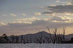 Drucke von Tote Bäume in einem See, Wolken, Sonnenuntergang, Seen Naivasha, Kenia See Drucke: Tote Bäume in einem See, Wolken, Sonnenuntergang.