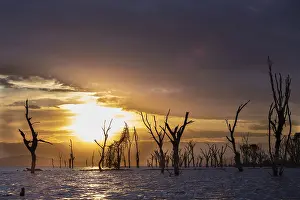 Drucke von Tote Bäume in einem See, Wolken, Sonnenuntergang, Seen Naivasha, Kenia See Drucke: Tote Bäume in einem See, Wolken, Sonnenuntergang.