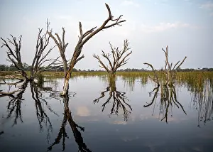 Okavango Delta UNESCO Site Drucke: Dead trees are reflected in the river