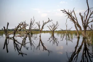 Okavango Delta UNESCO Site Drucke: Dead trees are reflected in the river