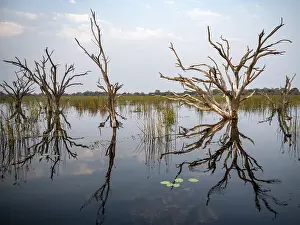 Botswana UNESCO Site Drucke: Dead trees are reflected in the river