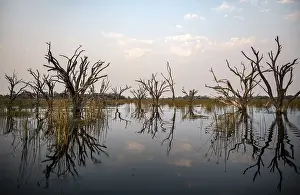 Okavango Delta UNESCO Site Drucke: Dead trees are reflected in the river