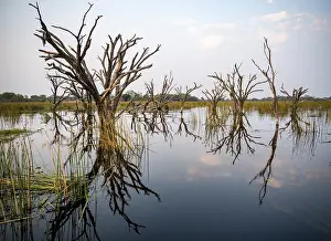 Okavango River Waterfront Scene Drucke: Dead trees are reflected in the river