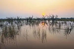 Okavango Delta Sunset Drucke: Dead trees are reflected in the river at sunset