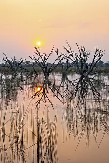 Okavango Delta Sunset Drucke: Dead trees are reflected in the river at sunset