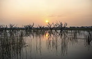 Okavango Delta UNESCO Site Drucke: Dead trees are reflected in the river at sunset