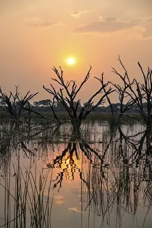 Okavango Delta Sunset Drucke: Dead trees are reflected in the river at sunset