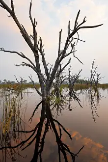 Atmospheric Evening Light Africa Drucke: Dead trees are reflected in the river at sunset