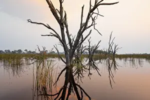 Okavango Delta Sunset Drucke: Dead trees are reflected in the river at sunset