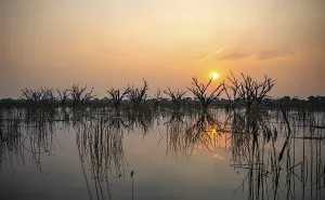Botswana UNESCO World Heritage Site Drucke: Dead trees are reflected in the river at sunset
