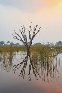 Deserted Tree Landscape Africa Drucke: Dead trees are reflected in the river at sunset
