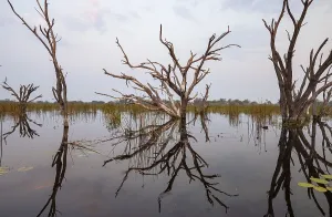 Evening Atmosphere In Africa Drucke: Dead trees are reflected in the river at sunset