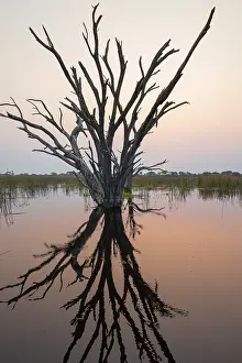 Water Body Reflections Drucke: Dead trees are reflected in the river at sunset