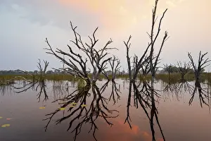 Botswana UNESCO World Natural Heritage Drucke: Dead trees are reflected in the river at sunset