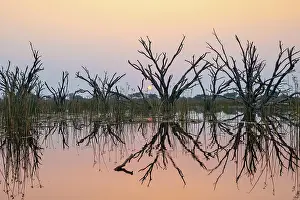 Okavango Delta Sunset Drucke: Dead trees are reflected in the river at sunset