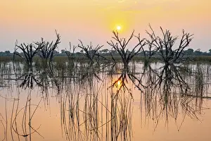 Okavango Delta Landscape Drucke: Dead trees are reflected in the river at sunset