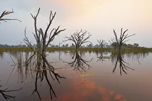 Famous UNESCO World Heritage Site Drucke: Dead trees are reflected in the river at sunset