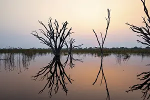 Botswana Landscape Drucke: Dead trees are reflected in the river at sunset