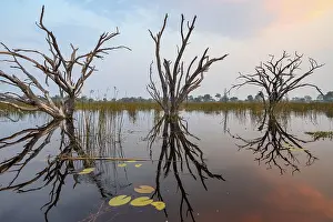 Okavango Delta Sunset Drucke: Dead trees are reflected in the river at sunset