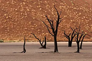 Dead Vlei Namibia Drucke: Dead trees in front of a sand dune