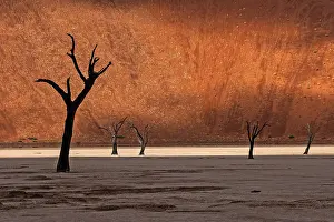 Dead Vlei Namibia Drucke: Dead trees in front of a sand dune