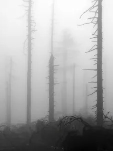 Deadwood Photography Drucke: Dead wood